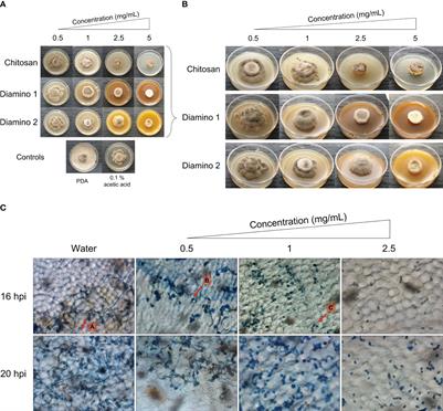 6-deoxy-6-amino chitosan: a preventative treatment in the tomato/Botrytis cinerea pathosystem